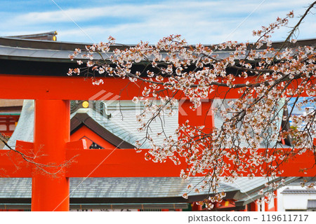 Kyoto Fushimi Inari Taisha Shrine: Red torii gates and cherry blossoms (Fushimi Ward, Kyoto City, Kyoto Prefecture) 119611717