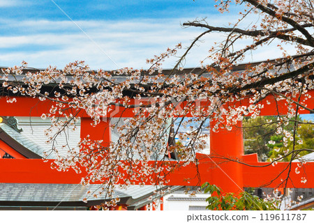 Kyoto Fushimi Inari Taisha Shrine: Red torii gates and cherry blossoms (Fushimi Ward, Kyoto City, Kyoto Prefecture) Kyoto Fushimi Inari Taisha Shrine: Red torii gates and cherry blossoms (Fushimi Ward, Kyoto City, Kyoto Prefecture) 119611787