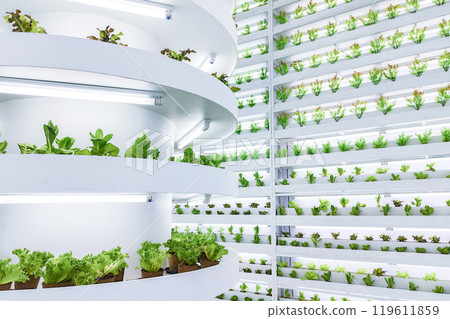 Indoor vertical farm with multiple layers of hydroponic plants under LED lights. Modern agricultural technology for urban farming and sustainable food production. 119611859