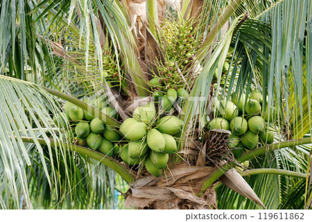 Aromatic Young Coconut tree farm. tropical green coconut fruit growth in Thailand to export to asia and the world. Nature product and Agriculture concept. Aromatic Young Coconut tree farm. tropical green coconut fruit growth in Thailand to export to asia and the world. Nature product and Agriculture concept. 119611862
