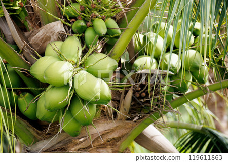 Aromatic Young Coconut tree farm. tropical green coconut fruit growth in Thailand to export to asia and the world. Nature product and Agriculture concept. Aromatic Young Coconut tree farm. tropical green coconut fruit growth in Thailand to export to asia and the world. Nature product and Agriculture concept. 119611863