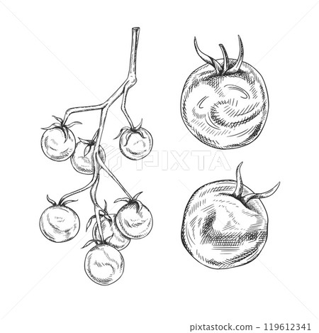 Vector illustration of set of tomatoes and cherries. Organic vegetables, healthy harvest. Ingredients for cooking, farm products. Hand drawn illustration in line art, black inks, isolated background Vector illustration of set of tomatoes and cherries. Organic vegetables, healthy harvest. Ingredients for cooking, farm products. Hand drawn illustration in line art, black inks, isolated background 119612341