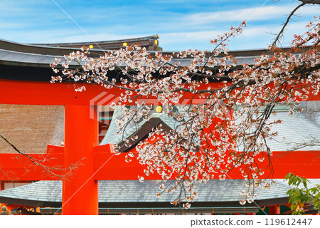 Kyoto Fushimi Inari Taisha Shrine: Red torii gates and cherry blossoms (Fushimi Ward, Kyoto City, Kyoto Prefecture) Kyoto Fushimi Inari Taisha Shrine: Red torii gates and cherry blossoms (Fushimi Ward, Kyoto City, Kyoto Prefecture) 119612447
