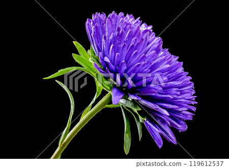 Blooming violet aster Lady Coral on a black background 119612537