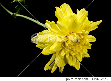 Yellow chrysanthemum on a black background 119612542