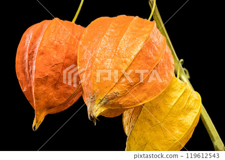 Physalis on a black background Physalis on a black background 119612543