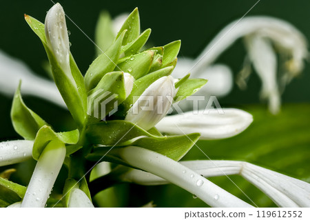 Blooming white hosta on a green background Blooming white hosta on a green background 119612552