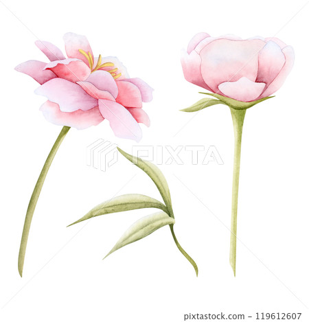 Pink garden flowers with leaves watercolor illustration set isolated. Delicate peonies or roses for spring wedding Pink garden flowers with leaves watercolor illustration set isolated. Delicate peonies or roses for spring wedding 119612607