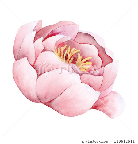 Pastel pink peony watercolor illustration isolated on white background. Botanical rose or buttercup garden flower Pastel pink peony watercolor illustration isolated on white background. Botanical rose or buttercup garden flower 119612611