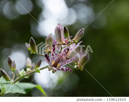Autumn sunlight and Taiwan cuckoo Autumn sunlight and Taiwan cuckoo 119612920