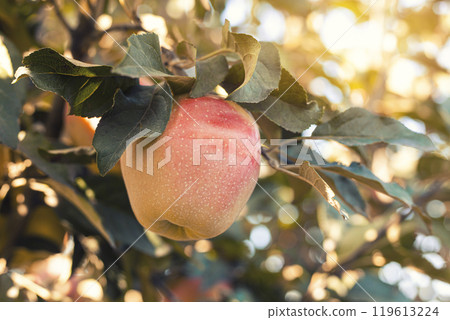 Many colorful ripe juicy apples on a branch in the garden ready for harvest in autumn. Apple orchard 119613224
