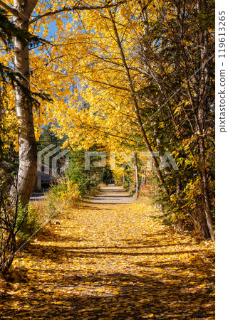A tunnel of forest trees in autumn. Spur Line Trail, Canmore, Alberta, Canada. A tunnel of forest trees in autumn. Spur Line Trail, Canmore, Alberta, Canada. 119613265