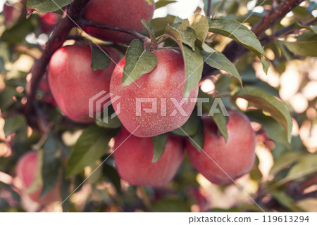 Many colorful ripe juicy apples on a branch in the garden ready for harvest in autumn. Apple orchard 119613294