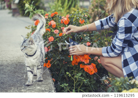 girl gardener prunes diseased and withered roses in the garden with secateurs 119613295