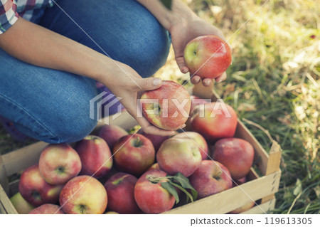 Female hands with ripe apples against the background of a full box of fruits. Female hands with ripe apples against the background of a full box of fruits. 119613305