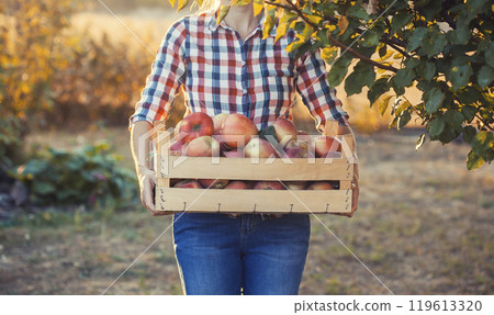 woman farmer in jeans and a plaid shirt holding a box of apples in her hands standing in an orchard 119613320