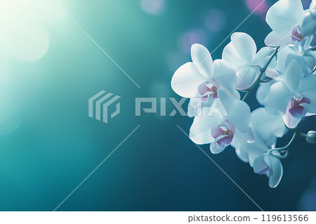 蝴蝶蘭 119613566
