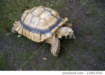 Tortoise to take a walk Tortoise to take a walk 119613591