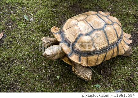 Tortoise to take a walk Tortoise to take a walk 119613594