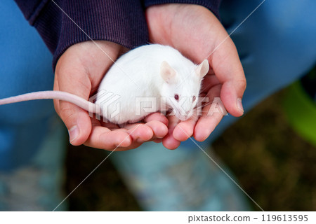 White mouse on the palm of the hand 119613595