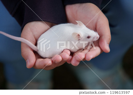White mouse on the palm of the hand White mouse on the palm of the hand 119613597