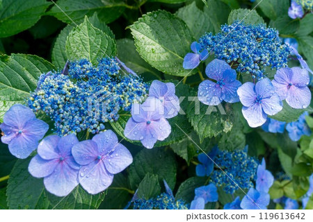 雨後滴著水的繡球花 雨後滴著水的繡球花 119613642