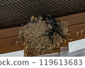 Feeding swallows and their babies 119613683