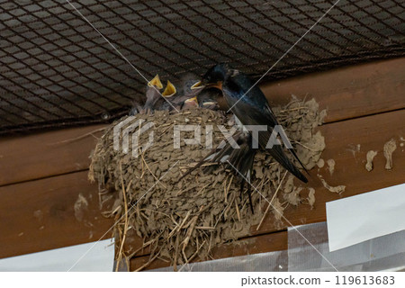 Feeding swallows and their babies 119613683