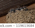 A baby swallow patiently waiting for its parent to return 119613684