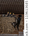 Parent and child of swallow 119613685