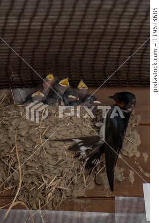 Parent and child of swallow Parent and child of swallow 119613685