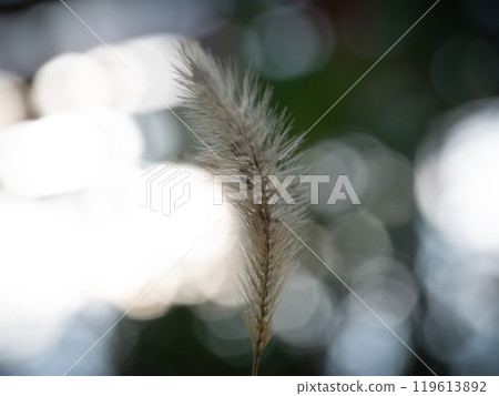 Susuki swaying in the wind 119613892