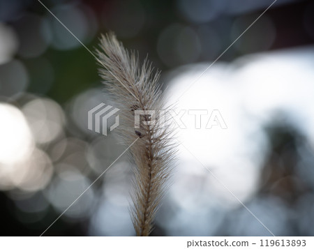 Silver grass in the winter morning light Silver grass in the winter morning light 119613893
