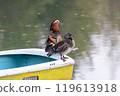Mandarin ducks resting on a boat in a pond 119613918