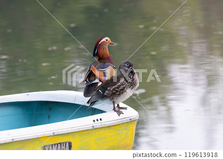 Mandarin ducks resting on a boat in a pond 119613918