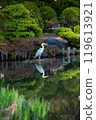 Gray heron standing in a Japanese garden 119613921