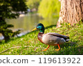 Mallard duck among green trees 119613922