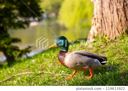 Mallard duck among green trees Mallard duck among green trees 119613922