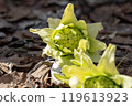 Fuquinot told spring 119613923