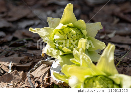 Fuquinot told spring 119613923