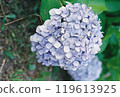 Hydrangeas photographed with a film camera 119613925