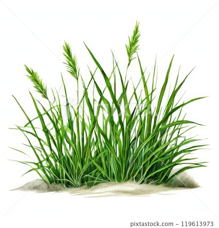 the AI Image Generator, Nutsedge with a white background, 119613973