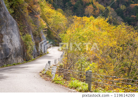 阿波嶺的秋葉【國道158號舊道】 119614200