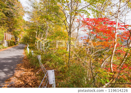 Autumn leaves at Awa Pass [National Route 158, Old Road] 119614226