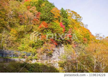 阿波嶺的秋葉【國道158號舊道】 119614228