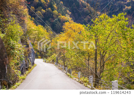 Autumn leaves at Awa Pass [National Route 158, Old Road] 119614243