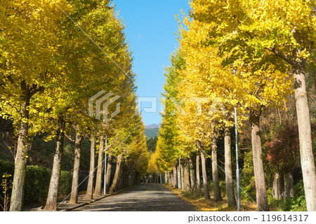 Slope lined with ginkgo trees Slope lined with ginkgo trees 119614317