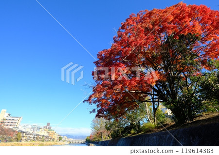 沿著鴨川眺望秋天的三條地區 119614383