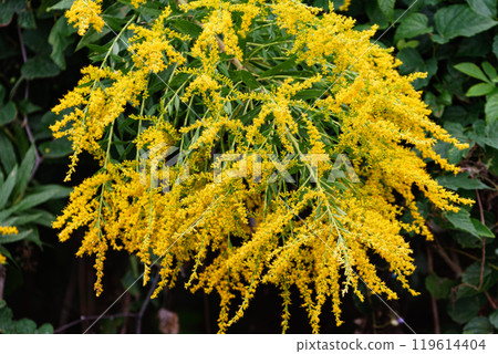 Mimosa-like Solidago altissima 01 Mimosa-like Solidago altissima 01 119614404