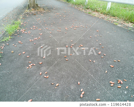 Acorns scattered on the sidewalk 119614428